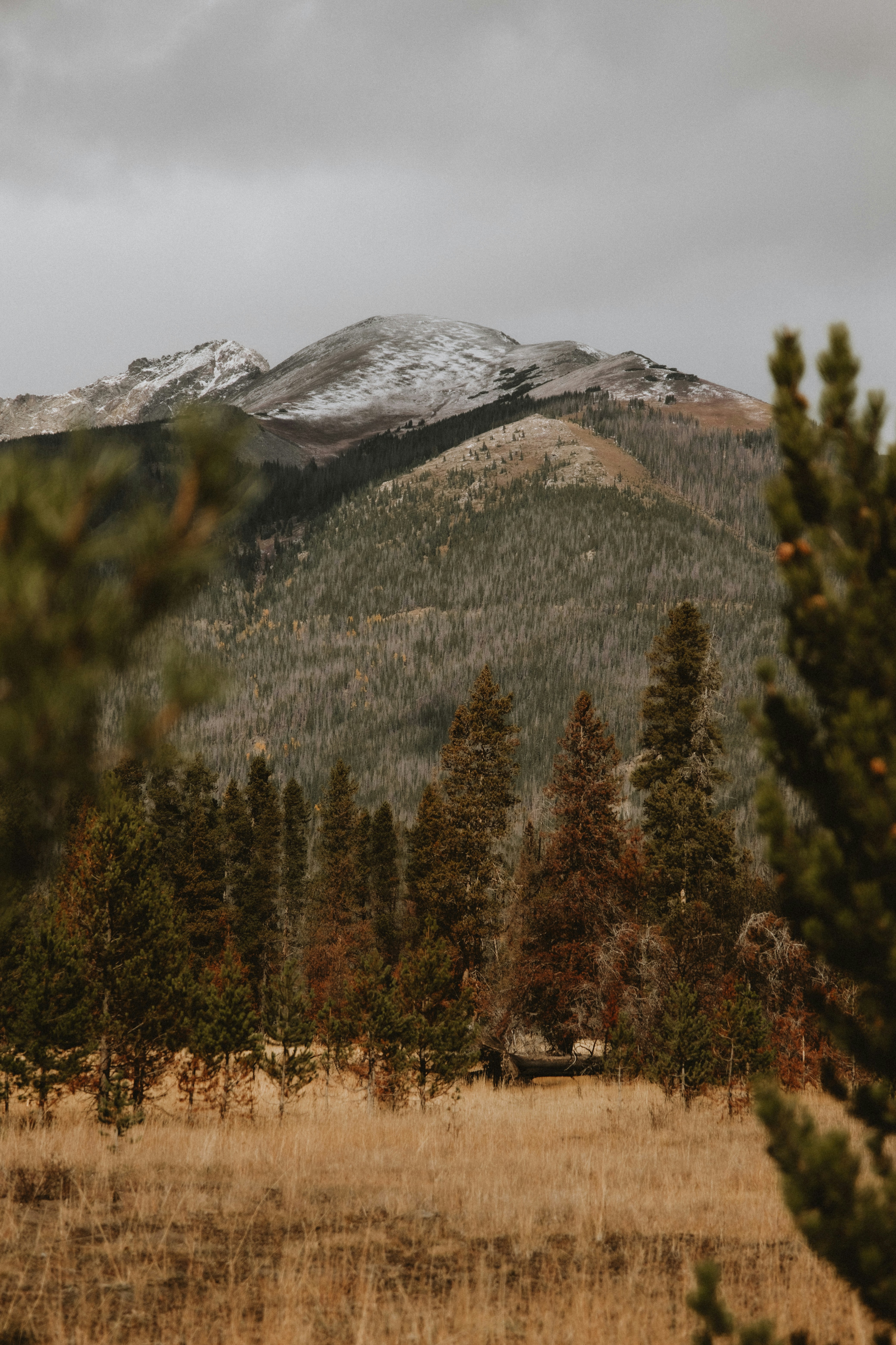 une vue d’une chaîne de montagnes avec des arbres au premier plan