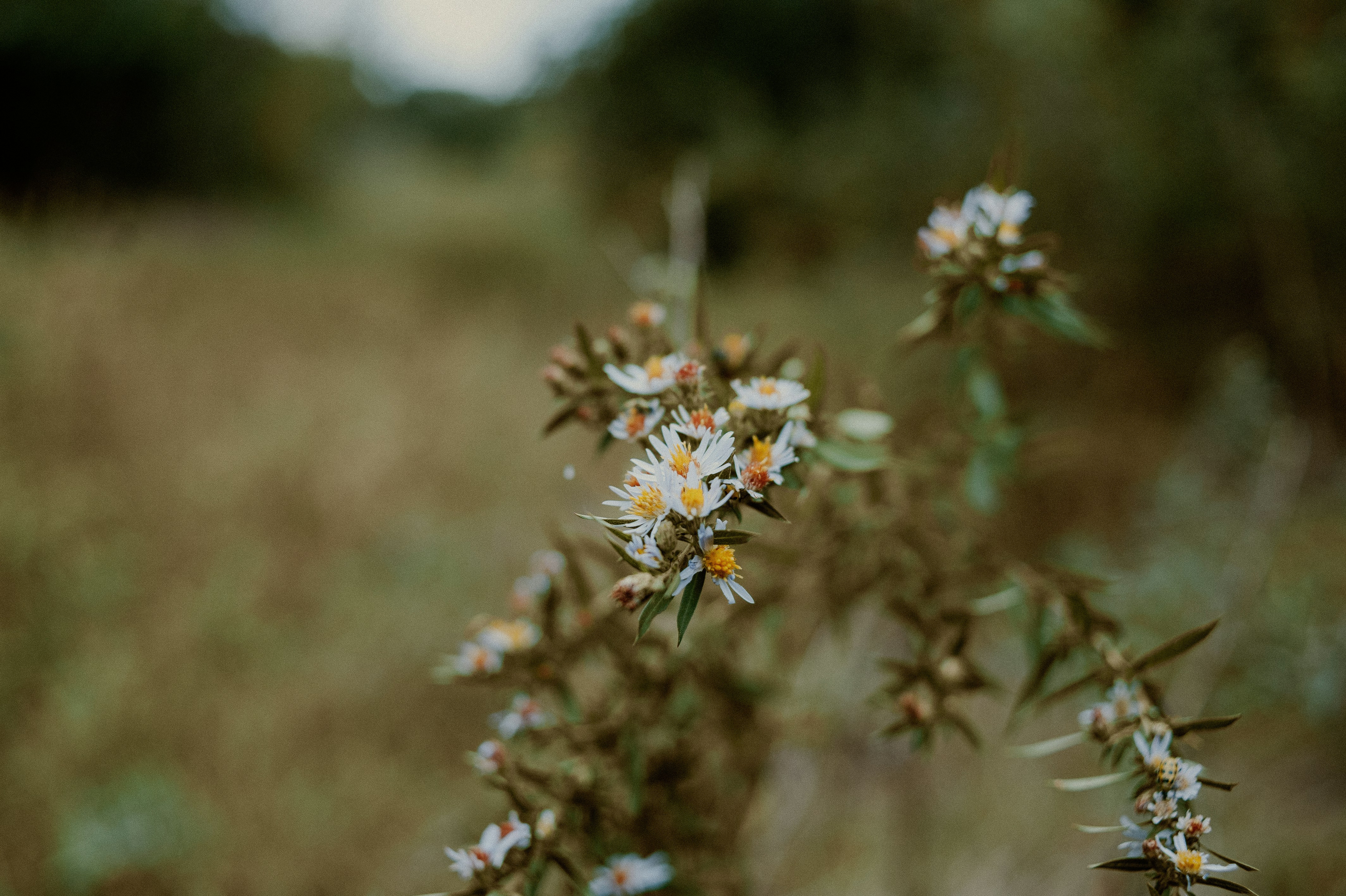 un bouquet de petites fleurs blanches dans un champ