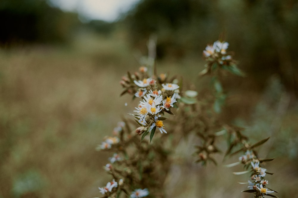 a bunch of small white flowers in a field
