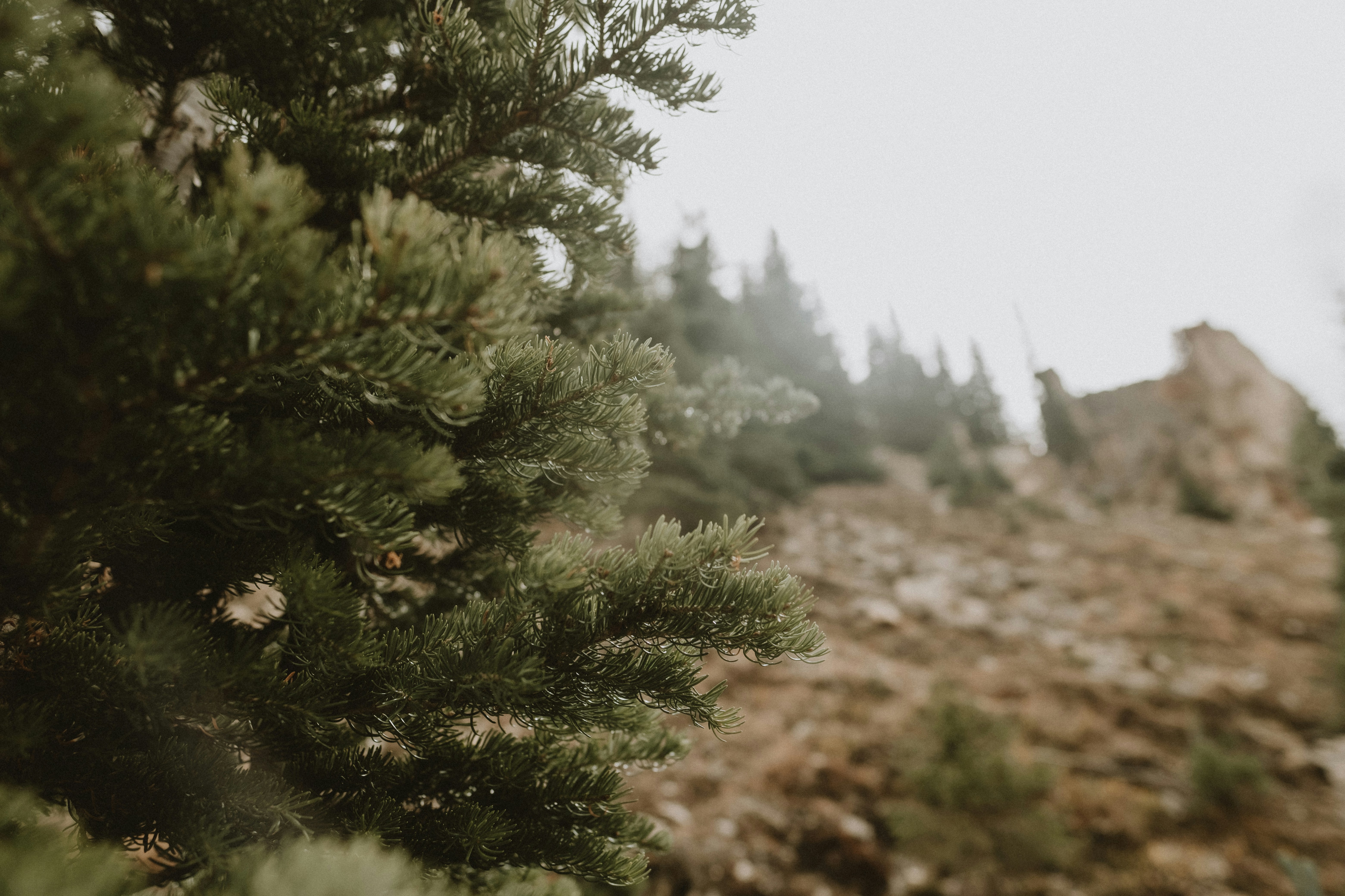 un gros plan d’un pin avec une montagne en arrière-plan