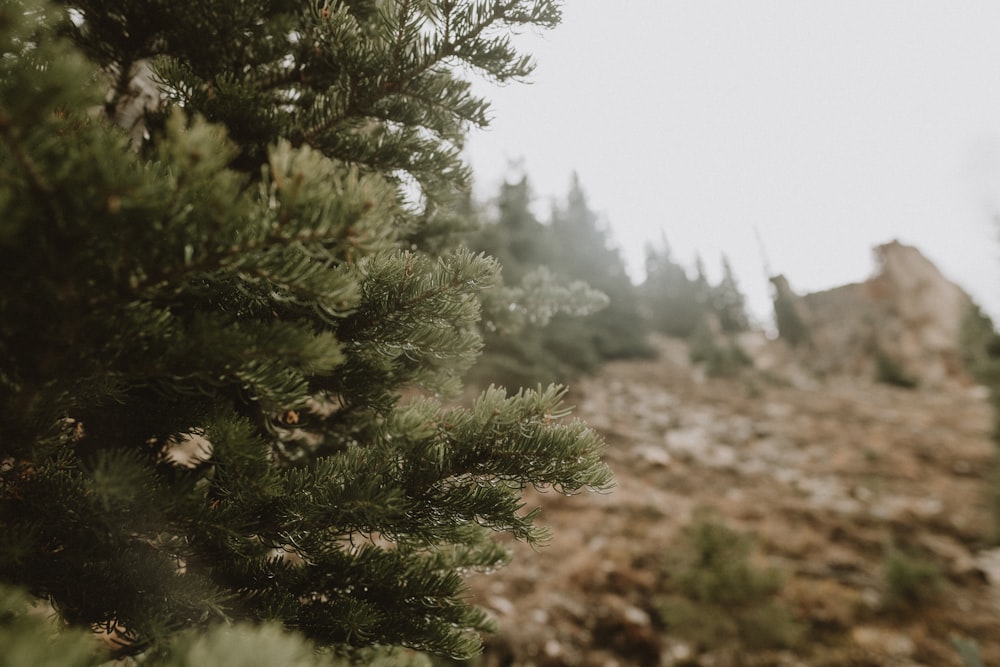 a close up of a pine tree with a mountain in the background