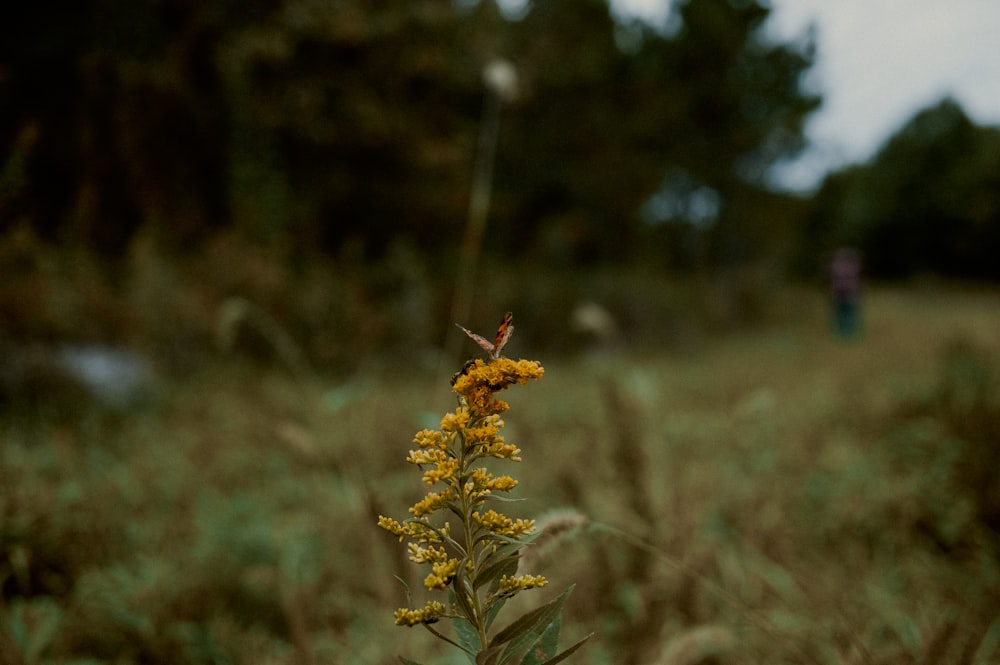 a yellow flower in a field with a person in the background