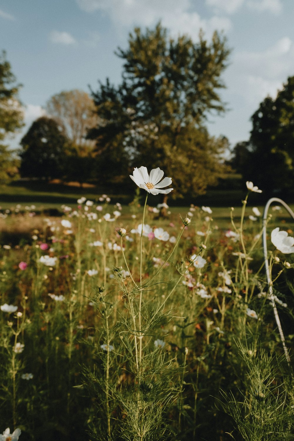 a field full of flowers with trees in the background