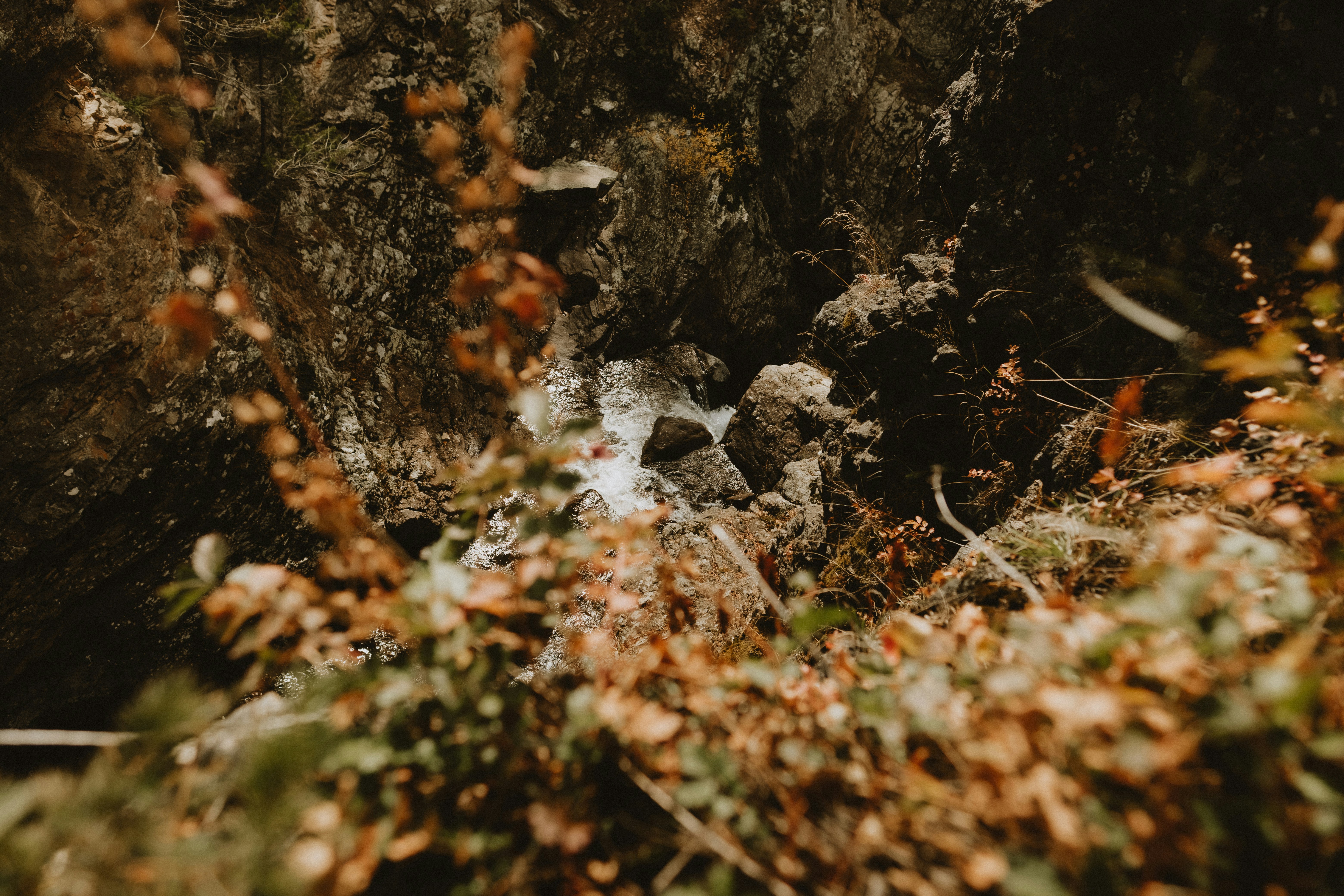 un petit cours d’eau qui traverse une forêt