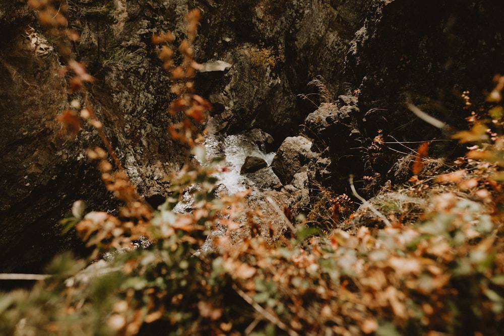 a small stream of water running through a forest