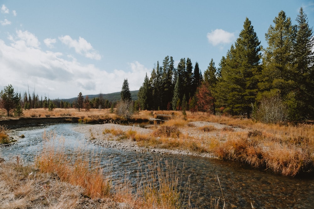 a stream running through a forest filled with trees