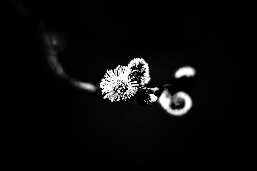 a black and white photo of a flower