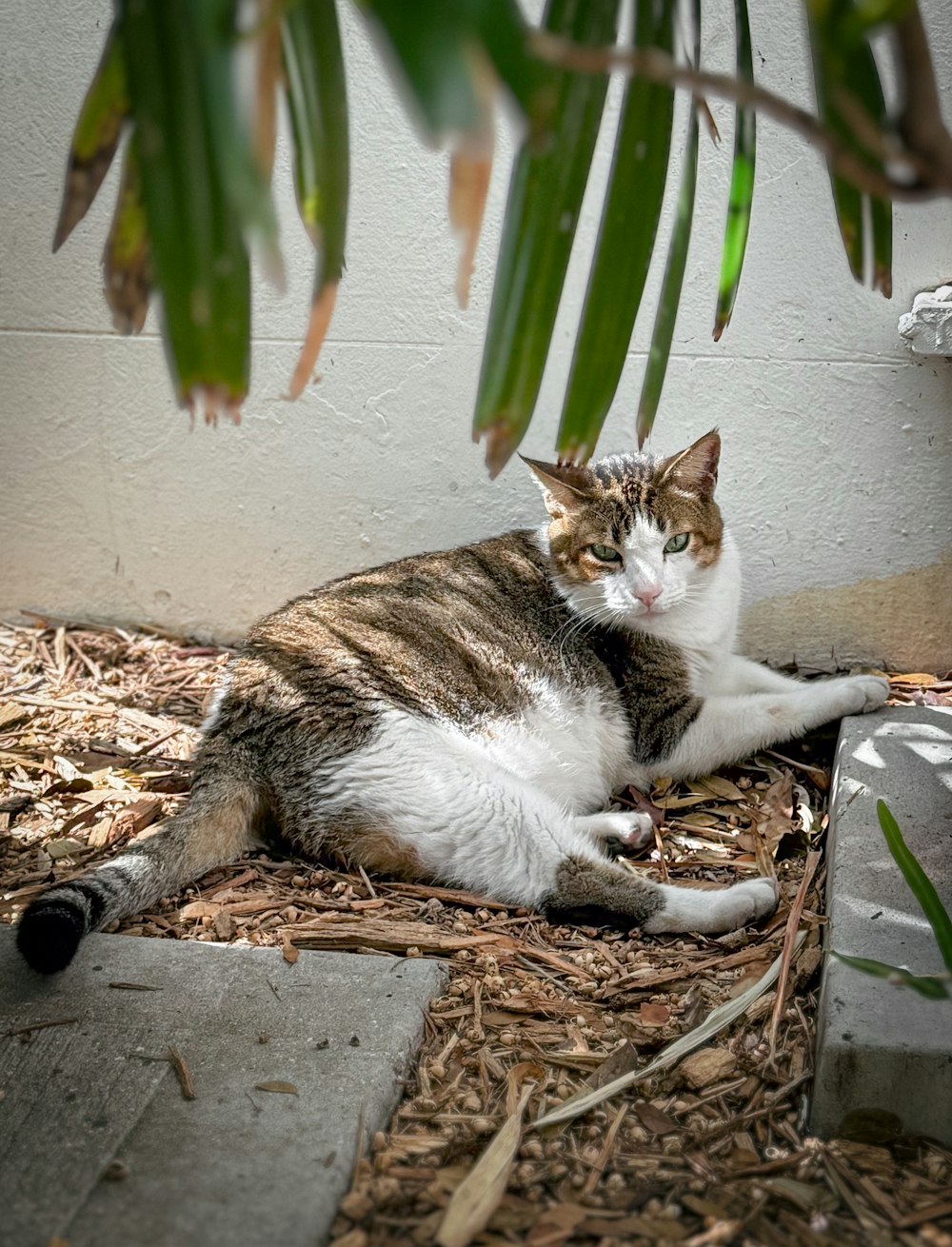 a cat laying on the ground next to a plant
