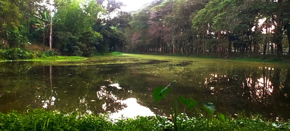 a body of water surrounded by trees and grass