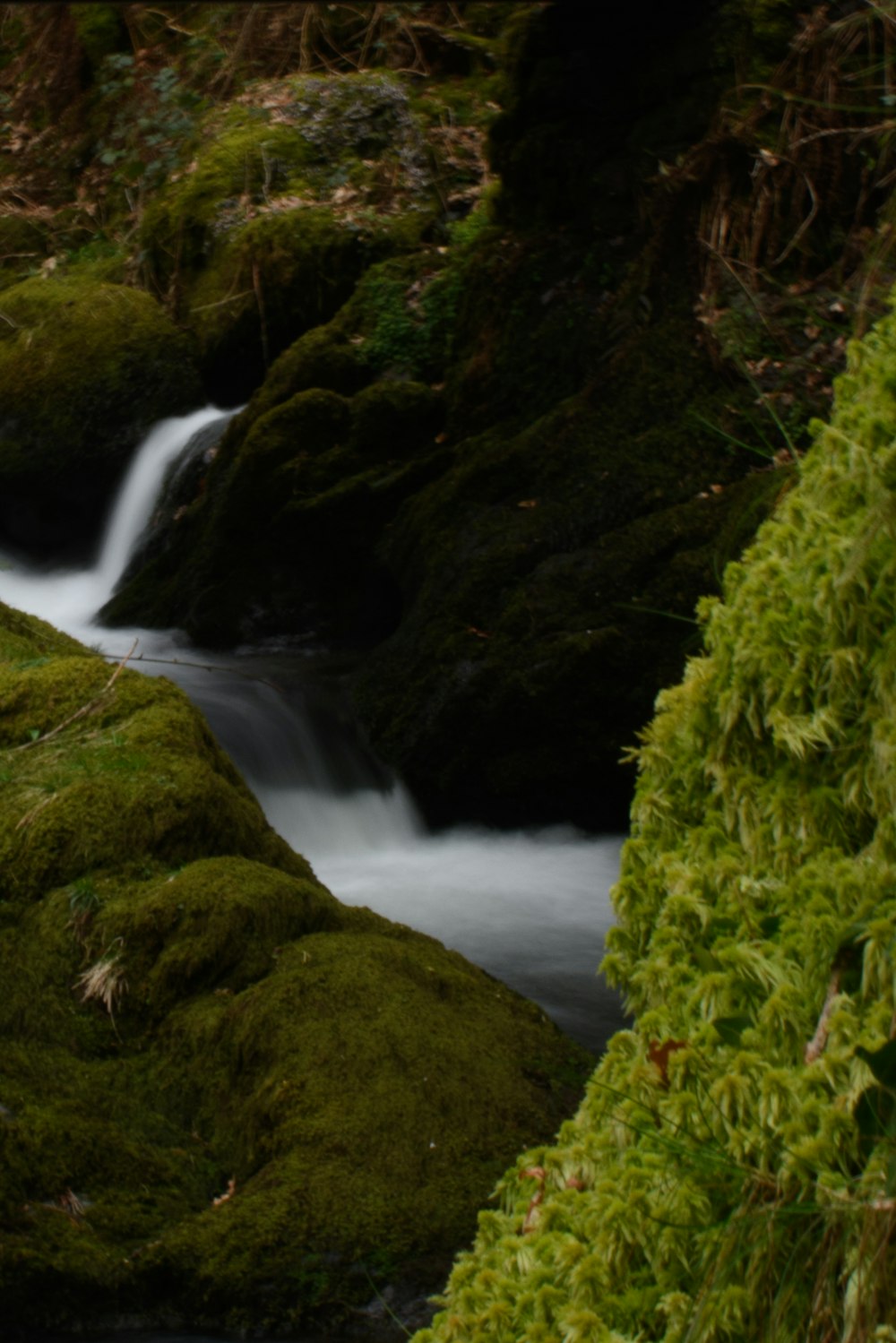 a stream running through a lush green forest