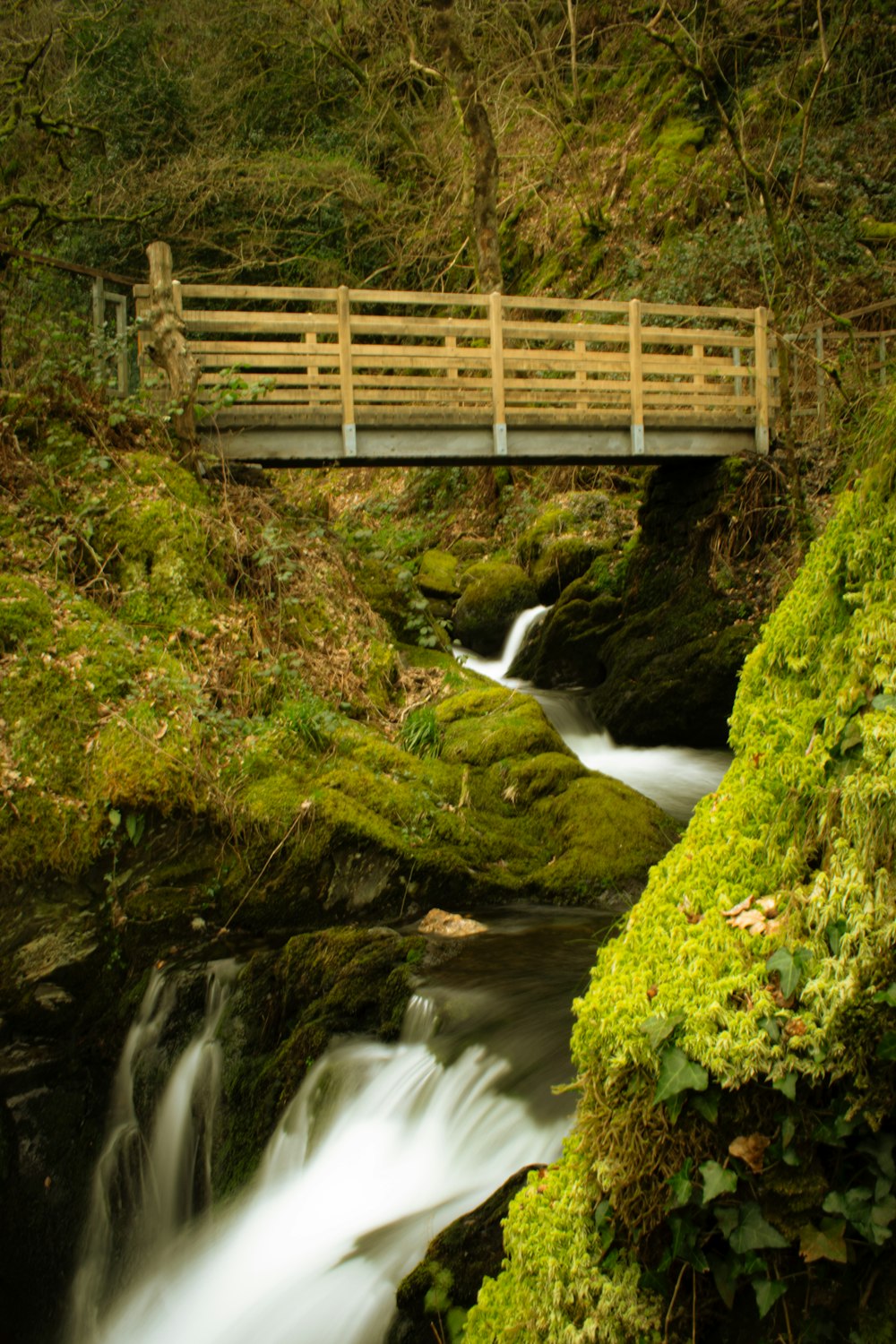 a wooden bridge over a small stream in a forest