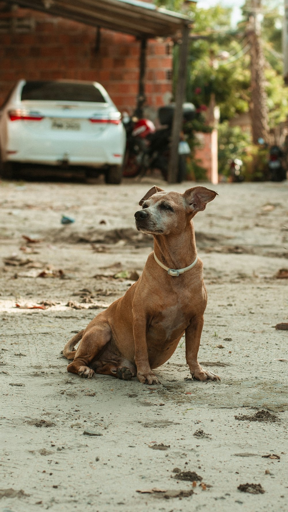 a brown dog sitting on top of a dirt road