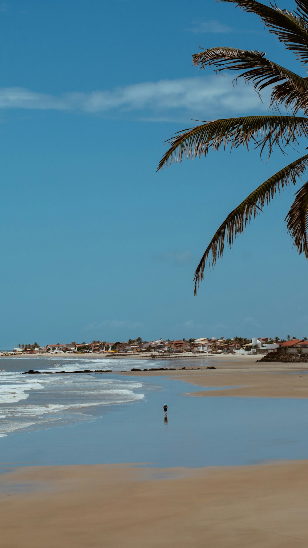 a person walking on a beach next to a palm tree