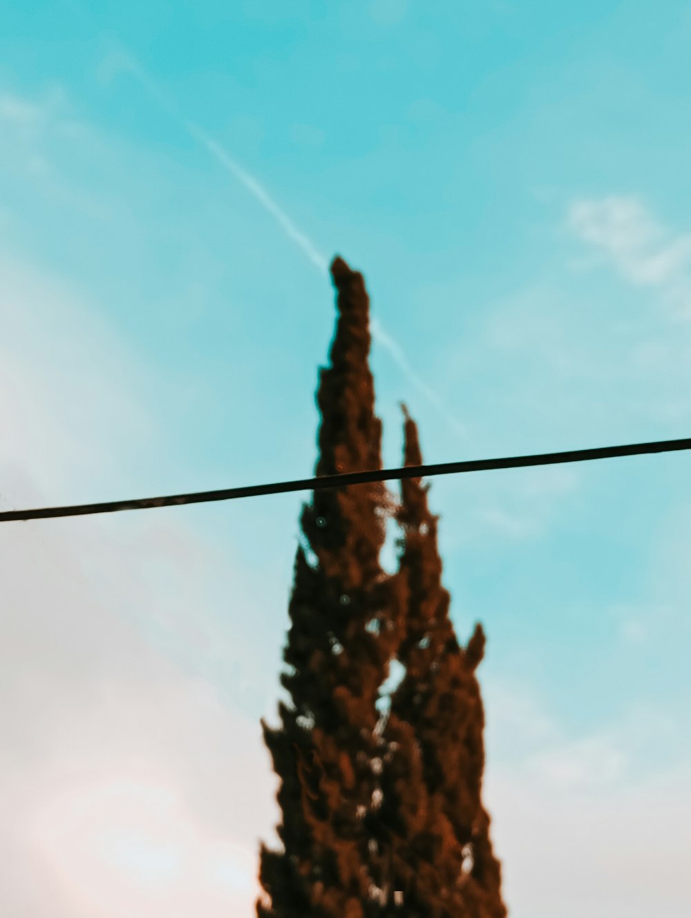 a bird sitting on a wire with a tree in the background