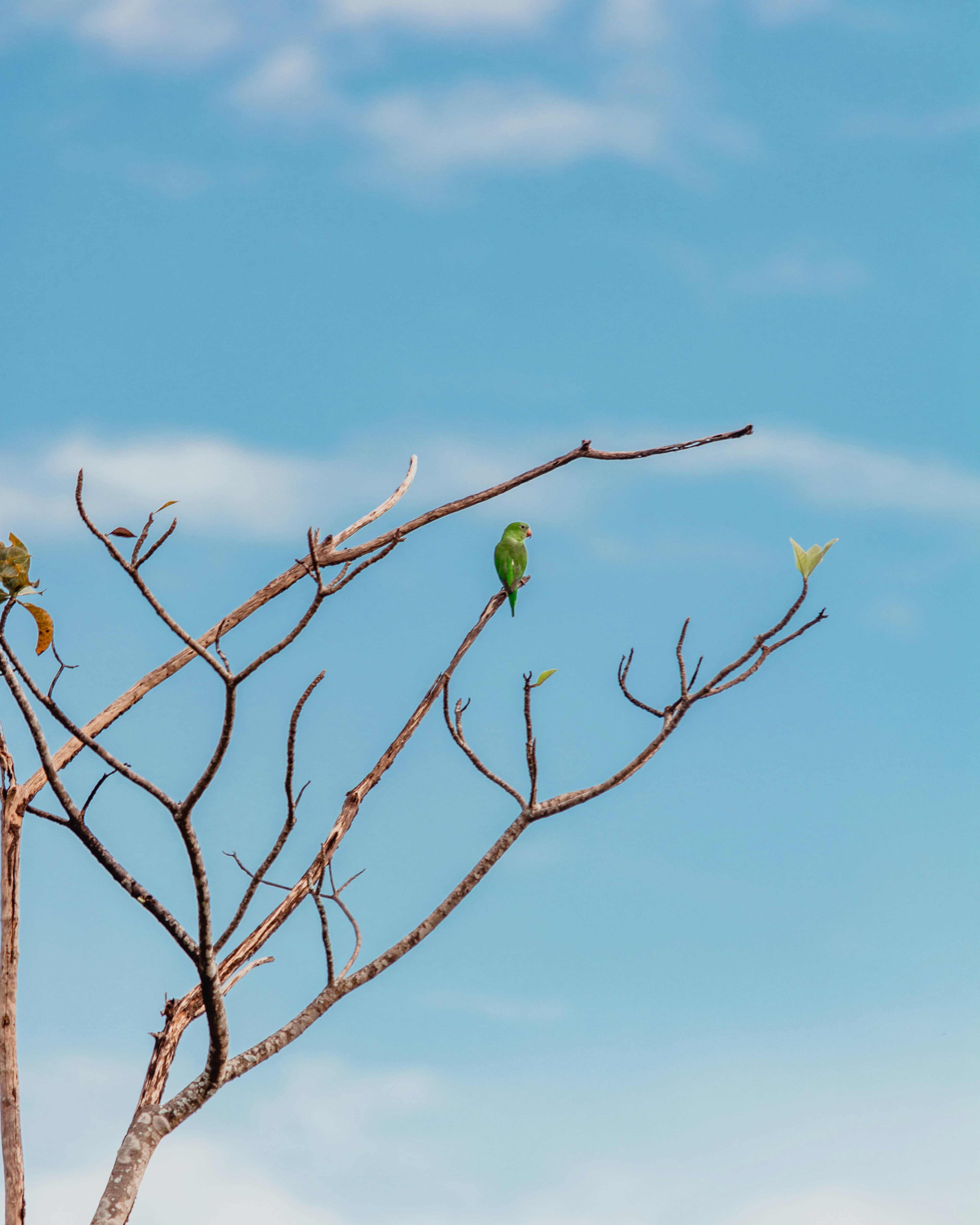 Photo by raffaalvess