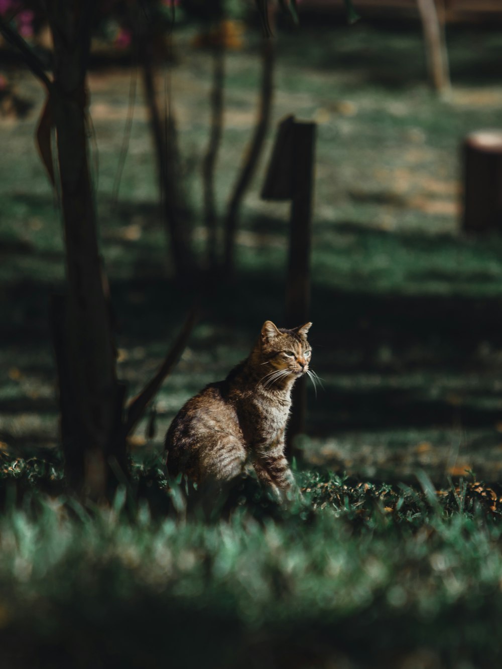 a cat sitting in the grass near a tree