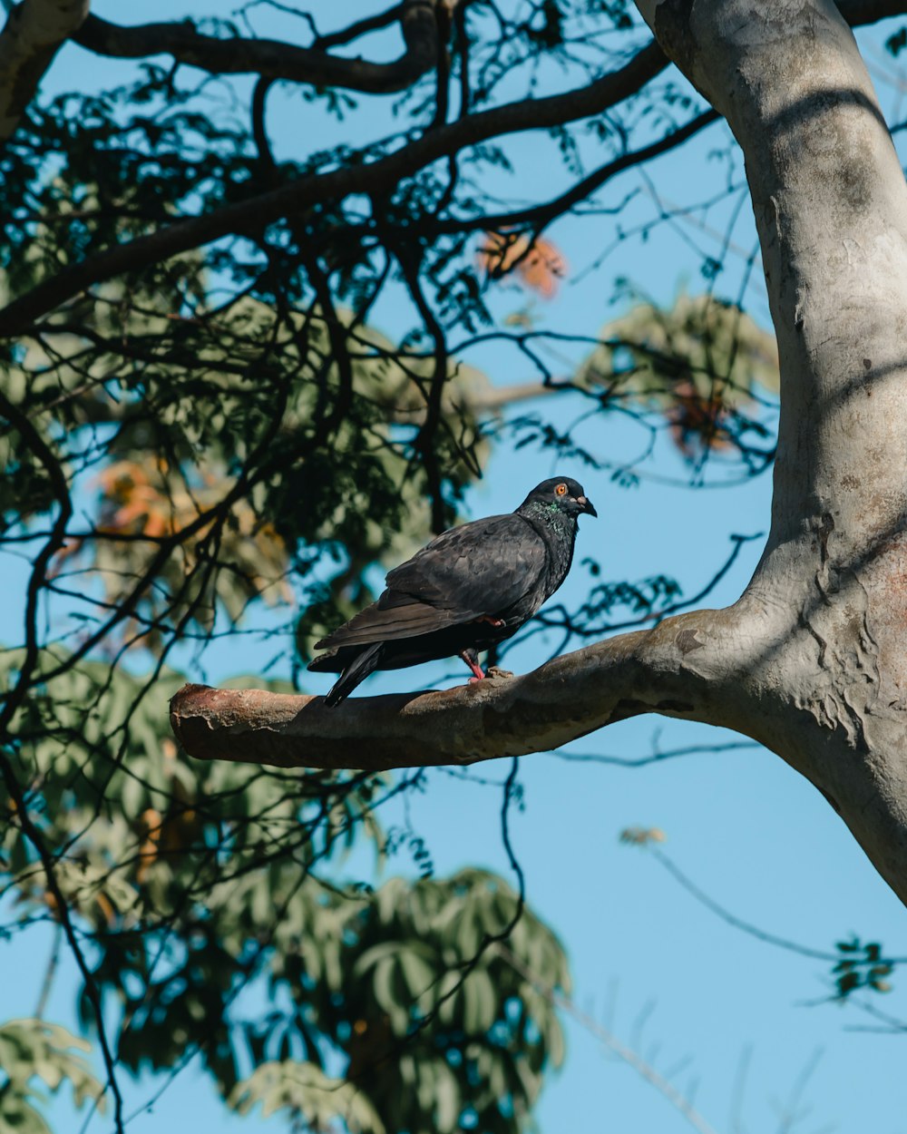 a bird sitting on a branch of a tree