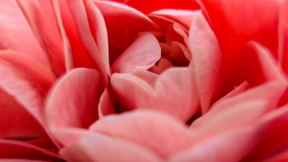 a close up view of a pink flower