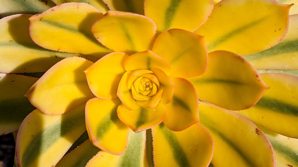 a close up of a yellow and green plant