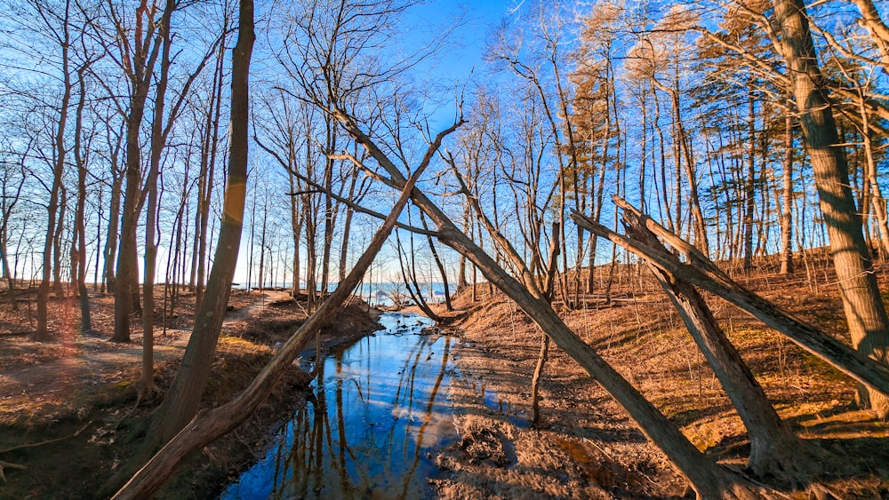 a stream running through a forest filled with trees