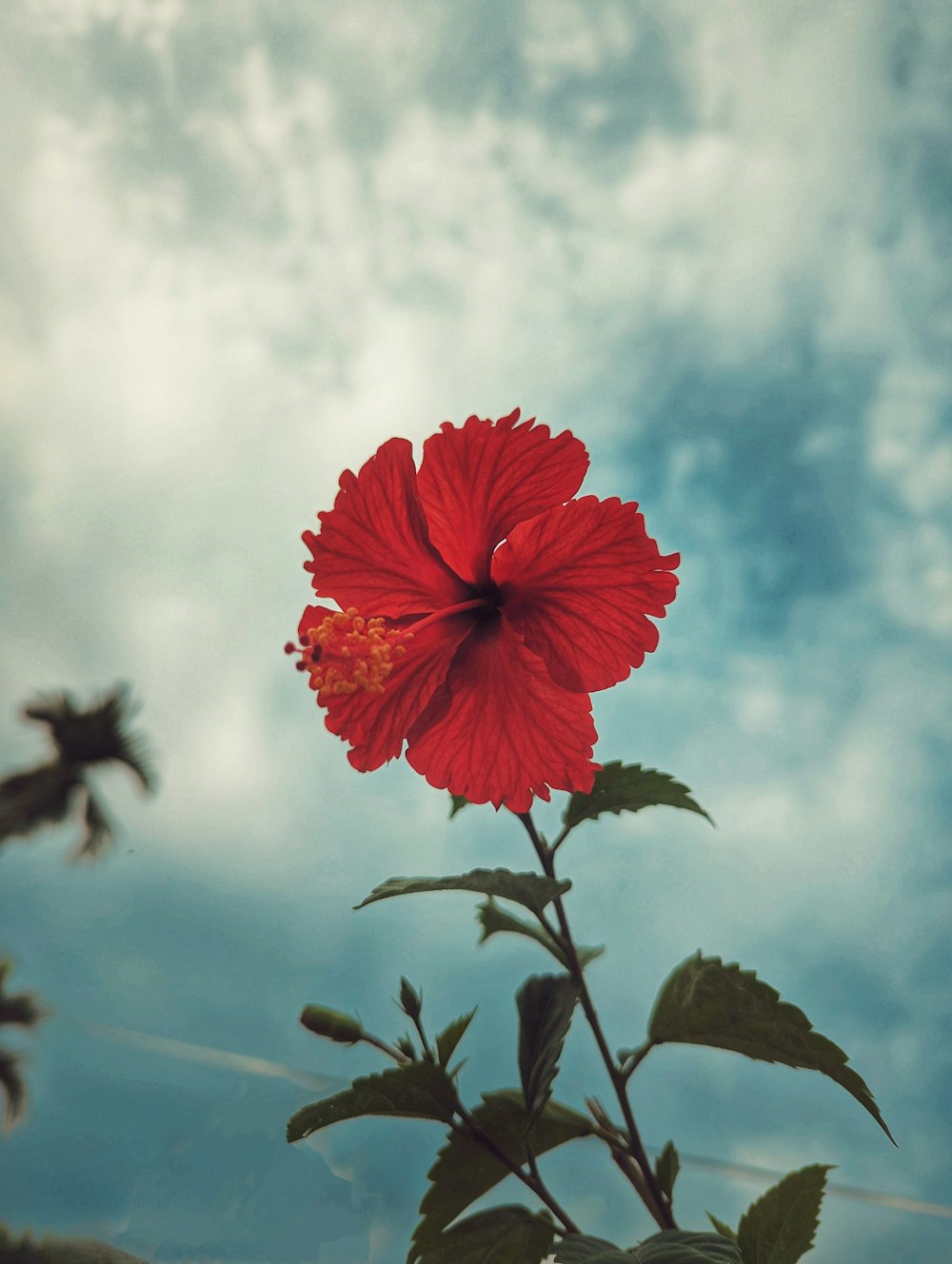 a red flower with a blue sky in the background