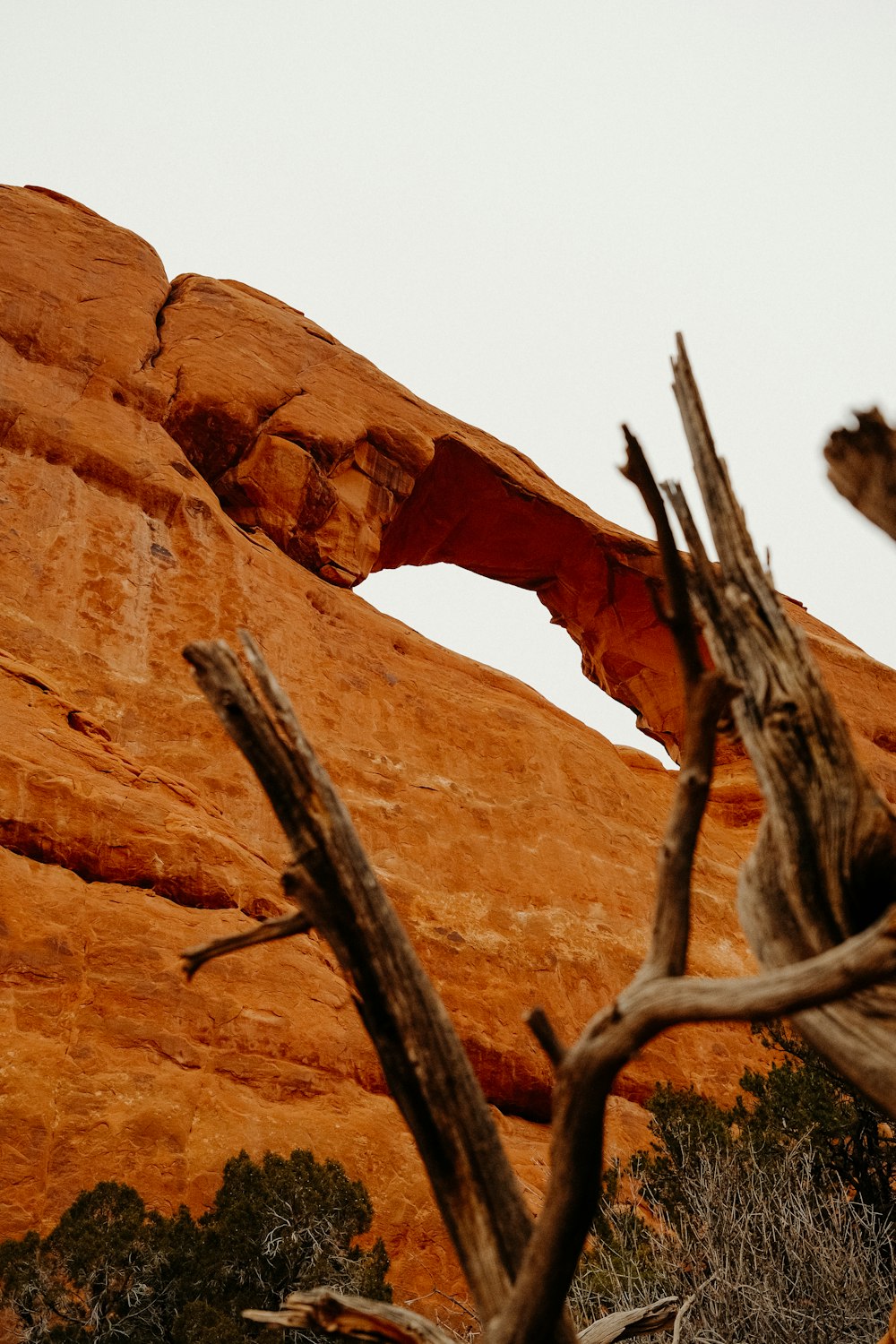 a bird perched on a tree branch in front of a rock formation