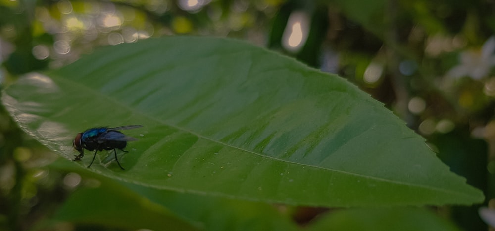 a fly sitting on top of a green leaf