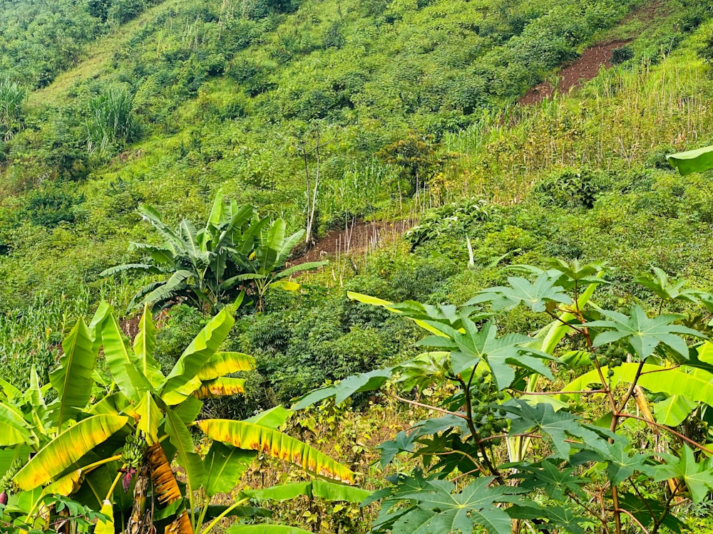 una exuberante ladera verde cubierta de muchos árboles