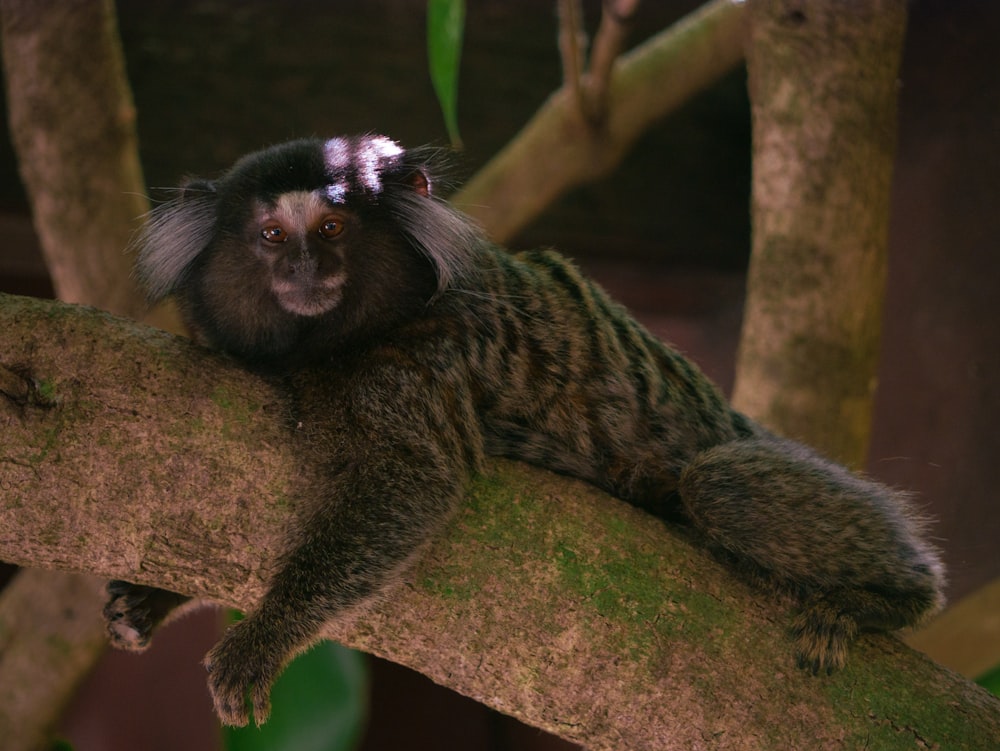 a monkey is sitting on a tree branch