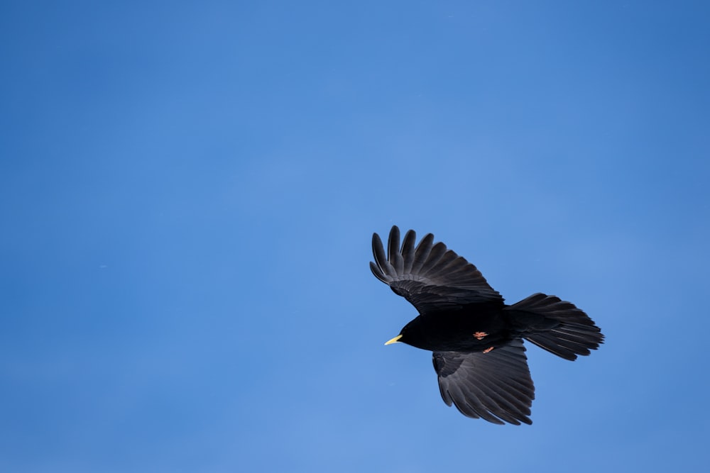 a black bird flying through a blue sky