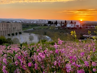 the sun is setting over a city with flowers in the foreground