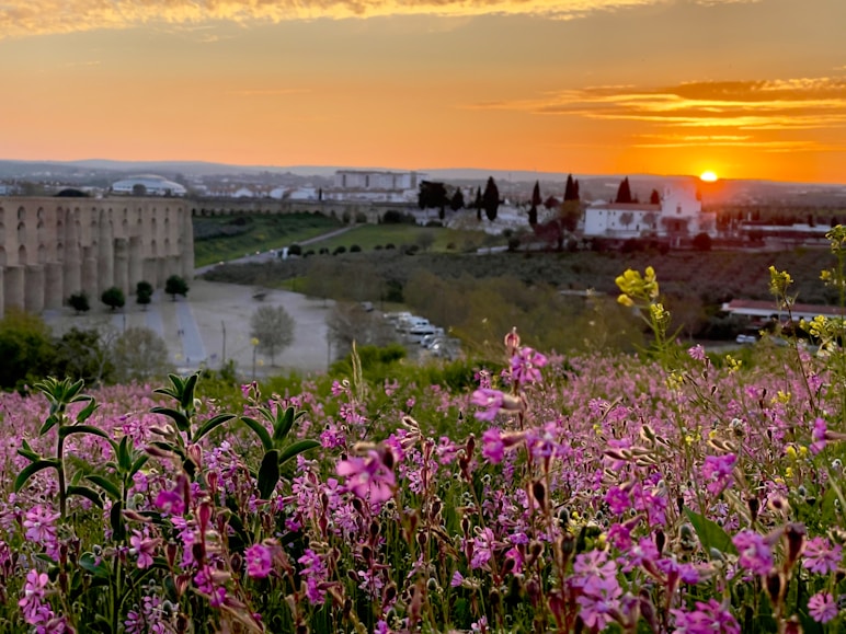 the sun is setting over a city with flowers in the foreground
