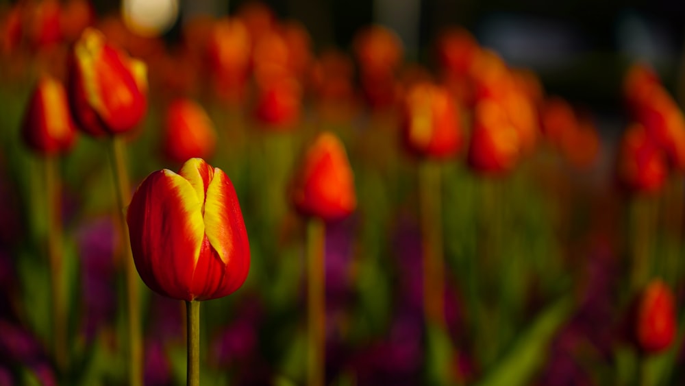 a bunch of red and yellow flowers in a field