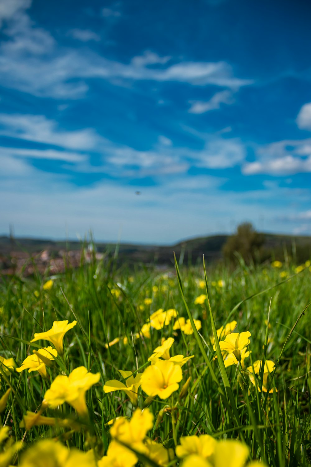 a field full of yellow flowers under a blue sky