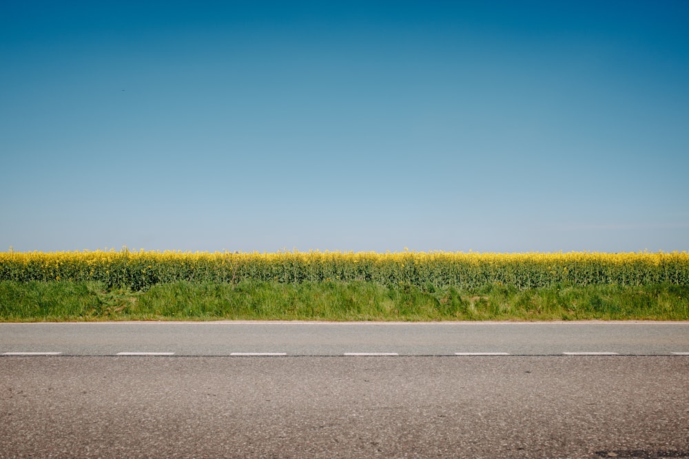 a large field of yellow flowers next to a road