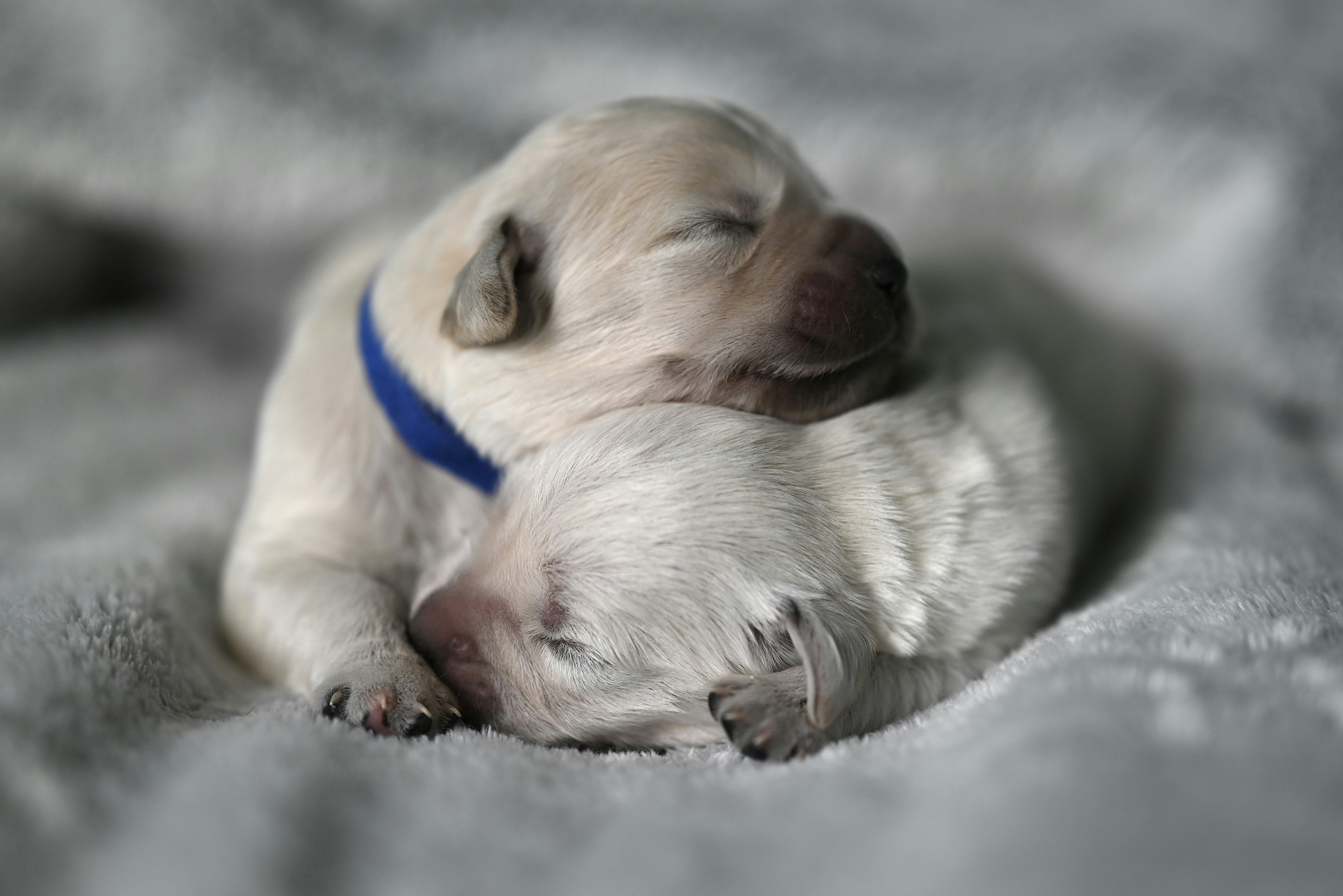 a couple of puppies laying on top of a blanket