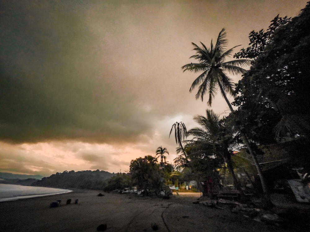 a beach with palm trees and a cloudy sky