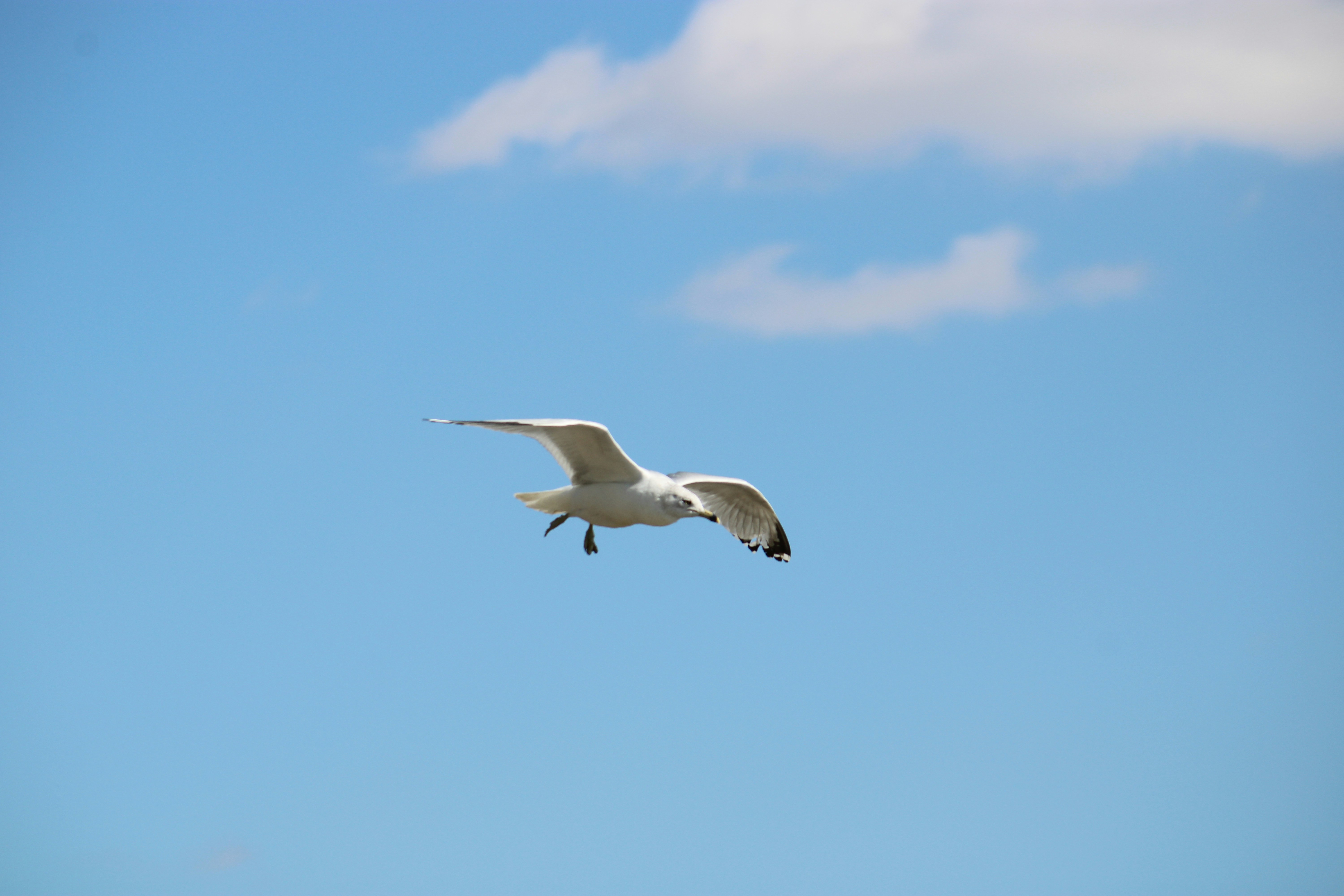 a white bird flying through a blue sky