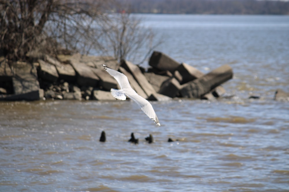 un pájaro blanco volando sobre un cuerpo de agua