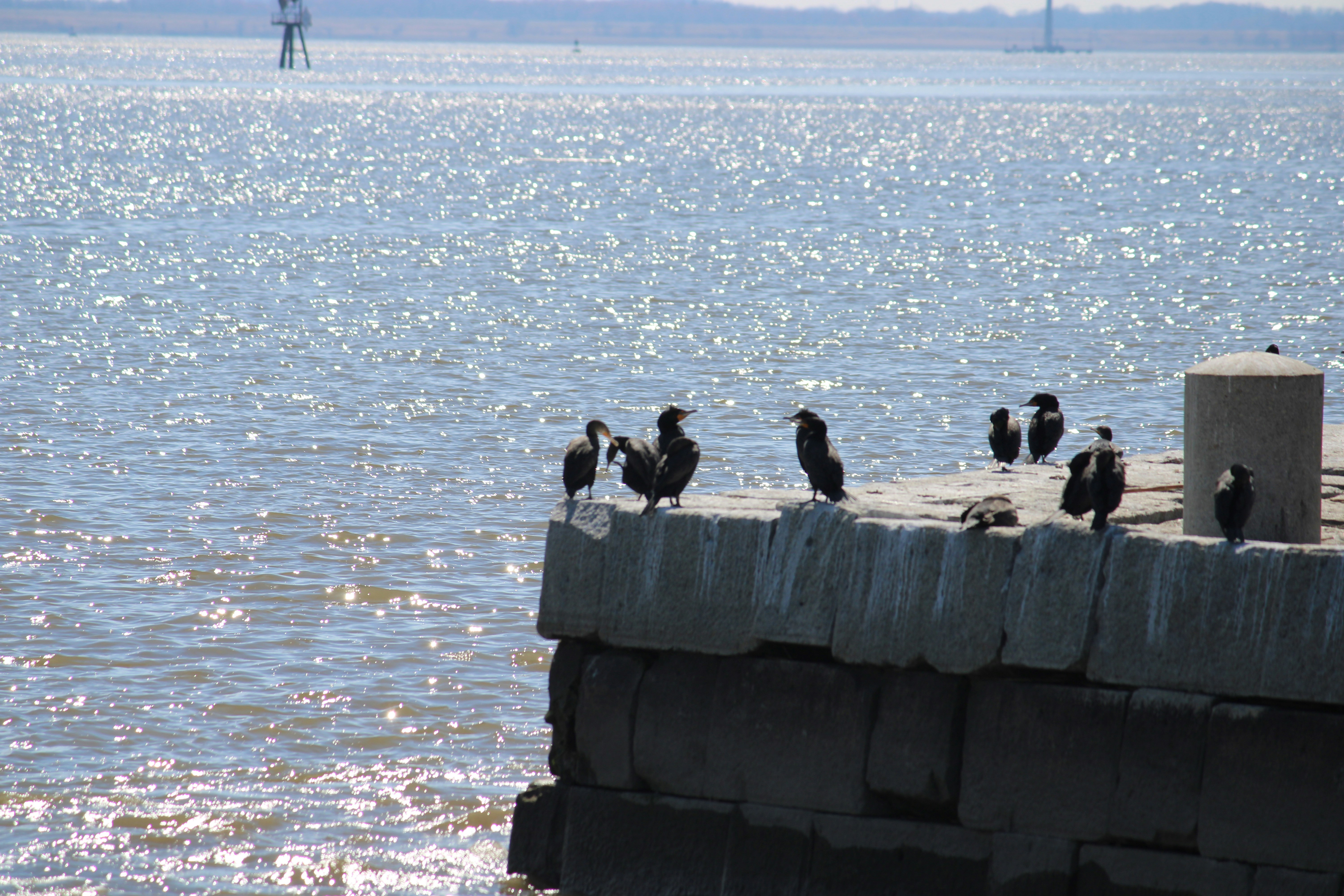 cormorant