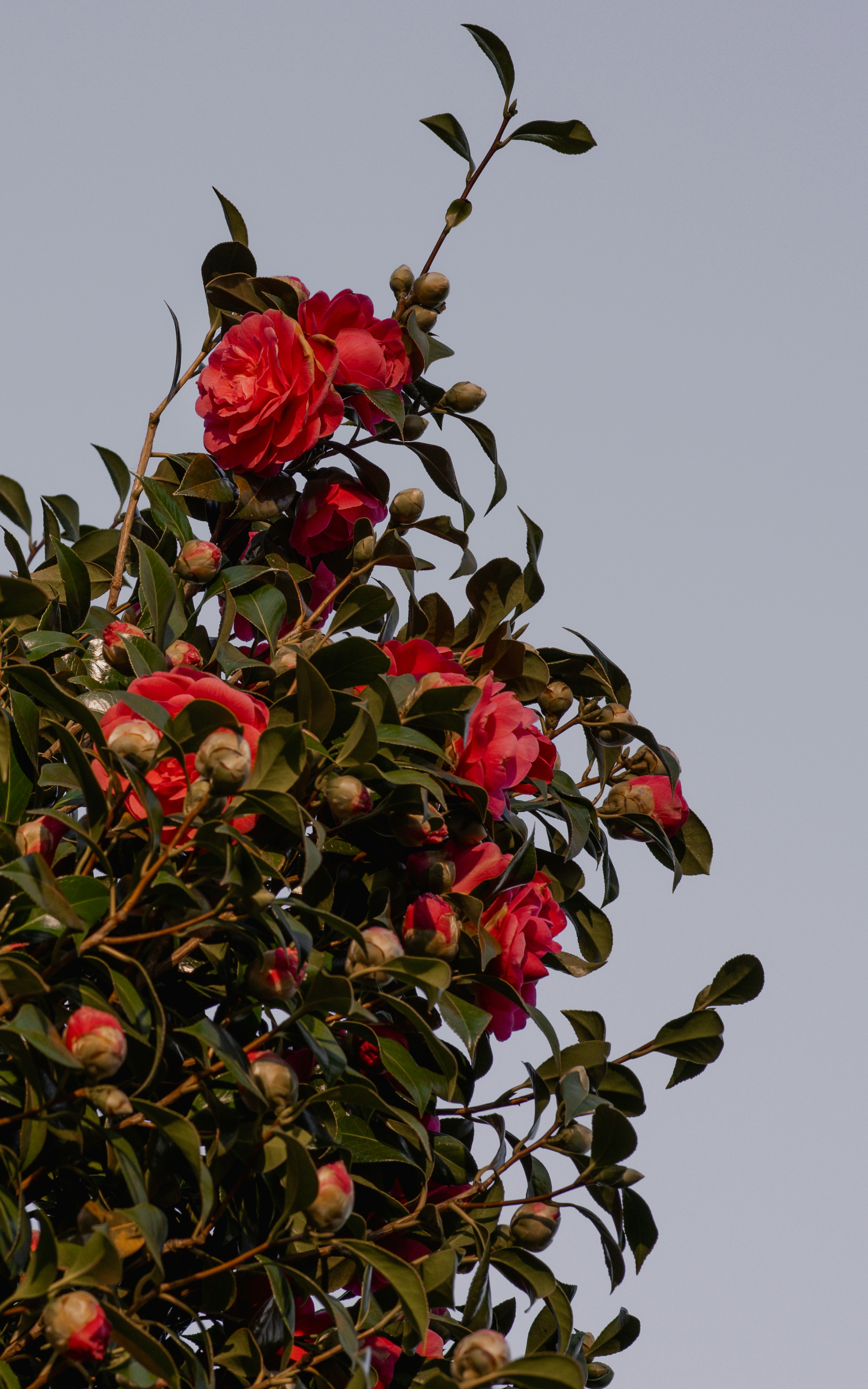 a tree filled with lots of red flowers