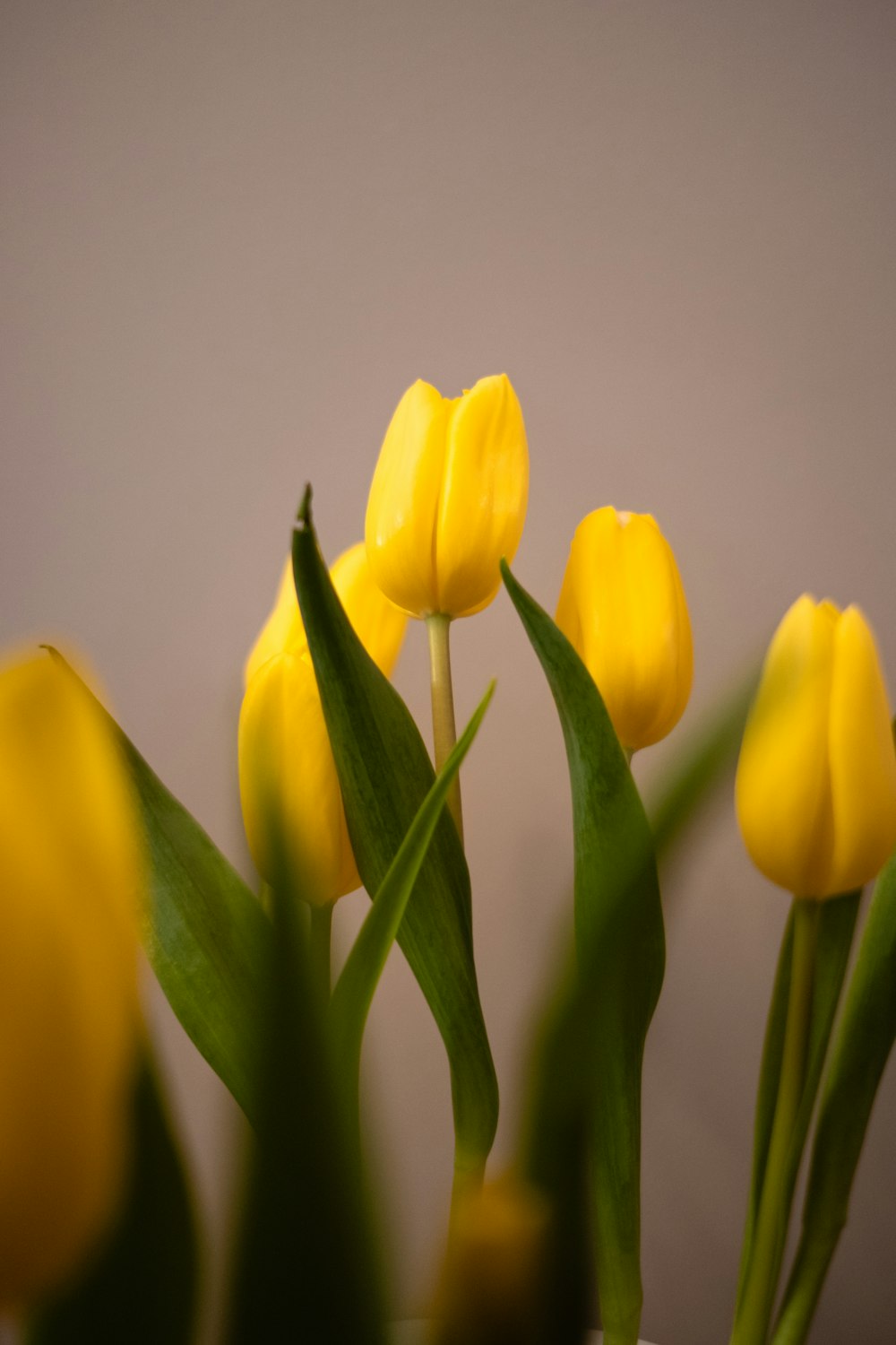 a group of yellow flowers sitting in a vase