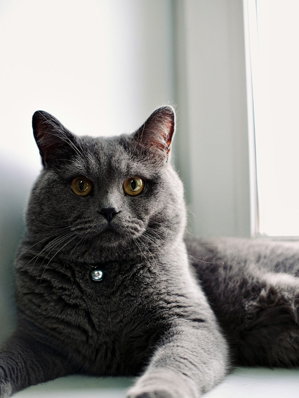 a gray cat laying on top of a window sill