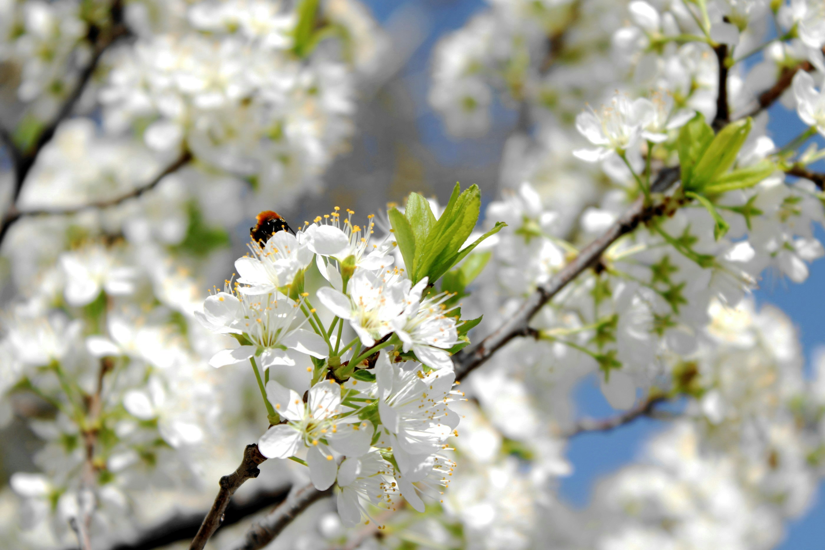 Photo by acloudthatchangedabit