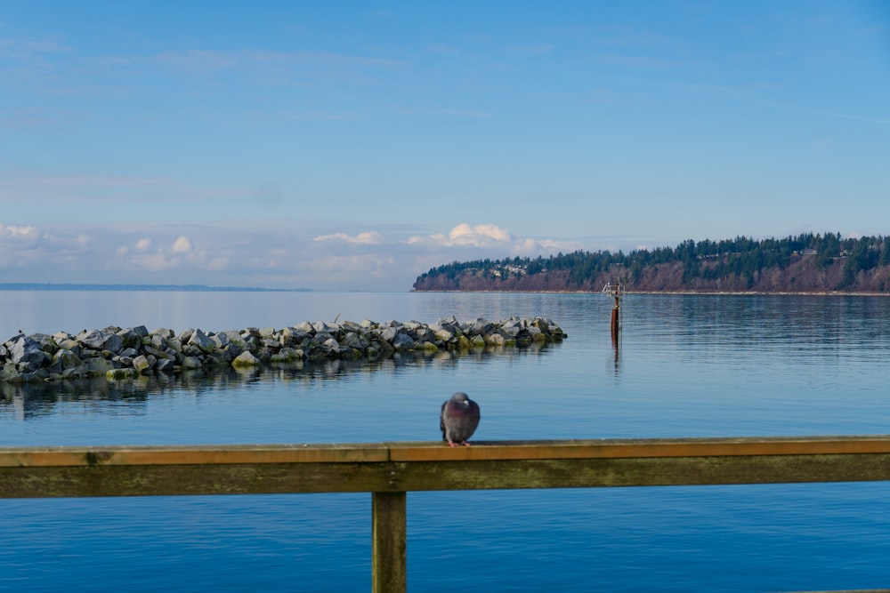 a bird is sitting on the edge of a dock