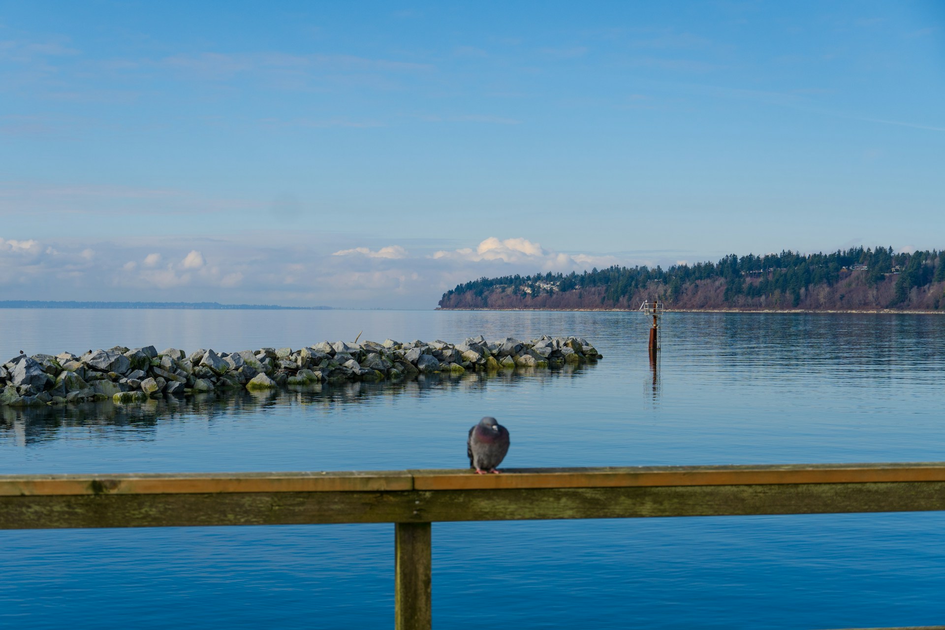 a bird is sitting on the edge of a dock