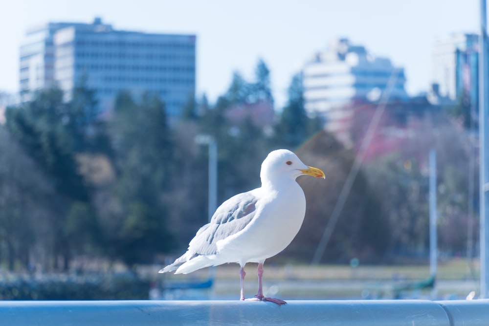 a seagull is standing on the edge of a railing