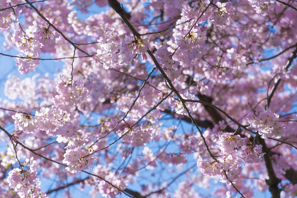 a tree with lots of pink flowers on it