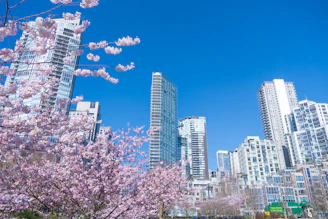 a tree with pink flowers in front of tall buildings