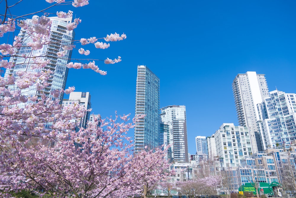 a tree with pink flowers in front of tall buildings